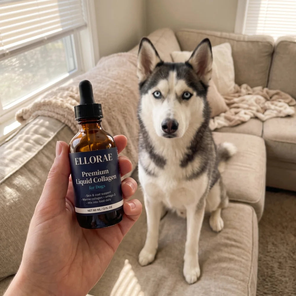 Hand holding a bottle of Ellorae liquid collagen in front of a husky on a couch