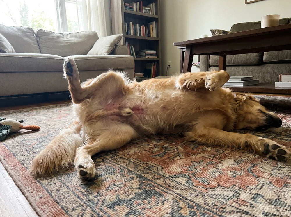 Golden retriever on a living room rug scratching its belly