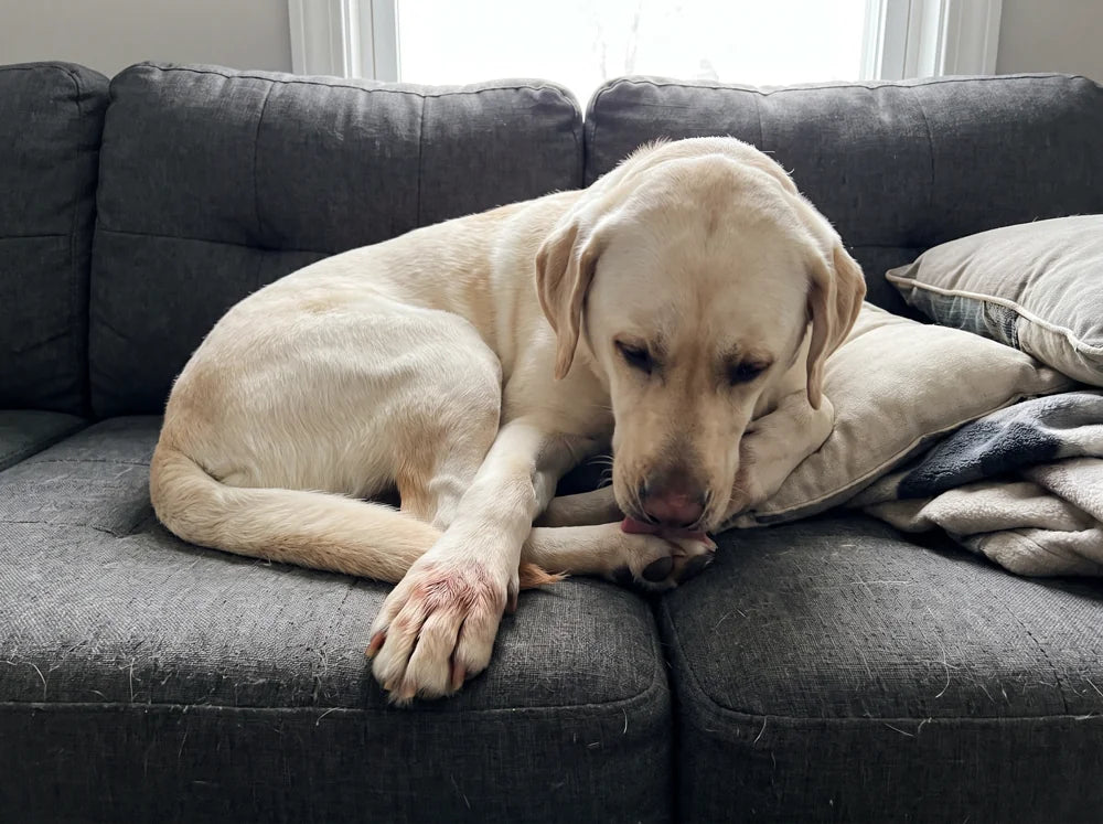 Labrador on a couch licking its stained front paw