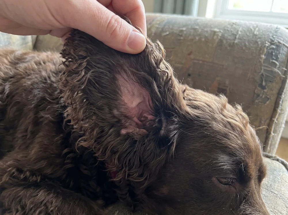 Owner folding back a spaniel&rsquo;s ear to check the irritated skin inside